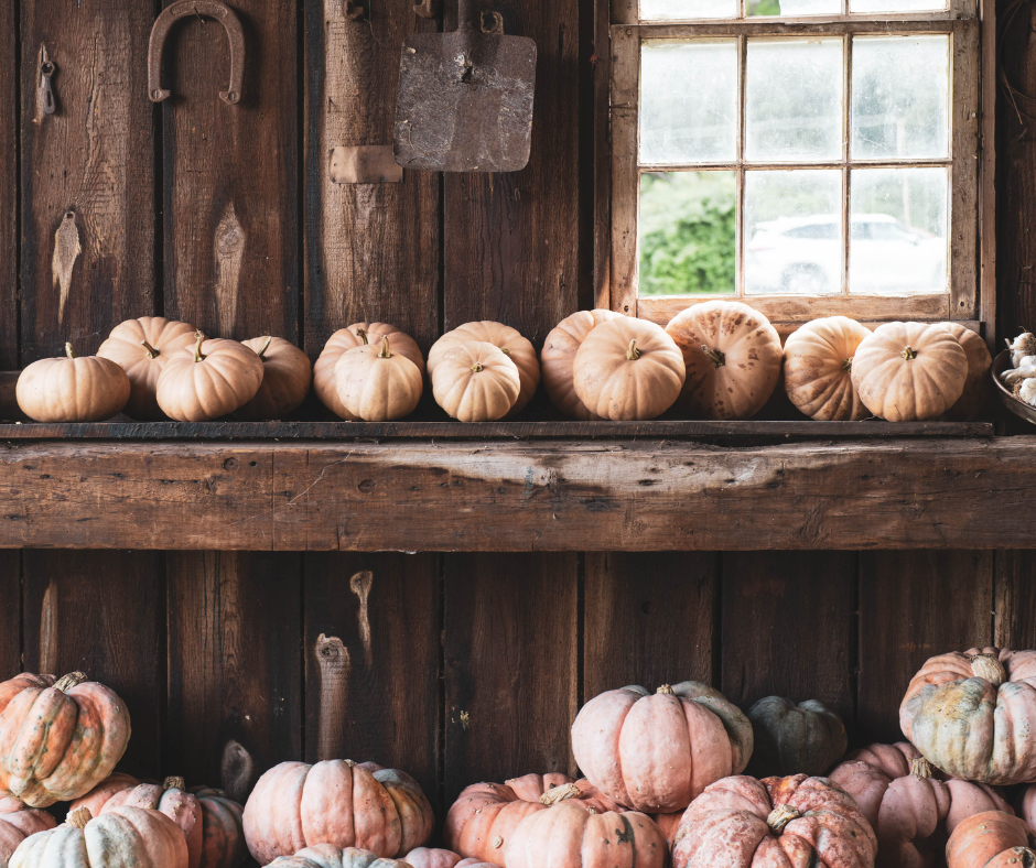 Down on the Farm Pumpkin Patches