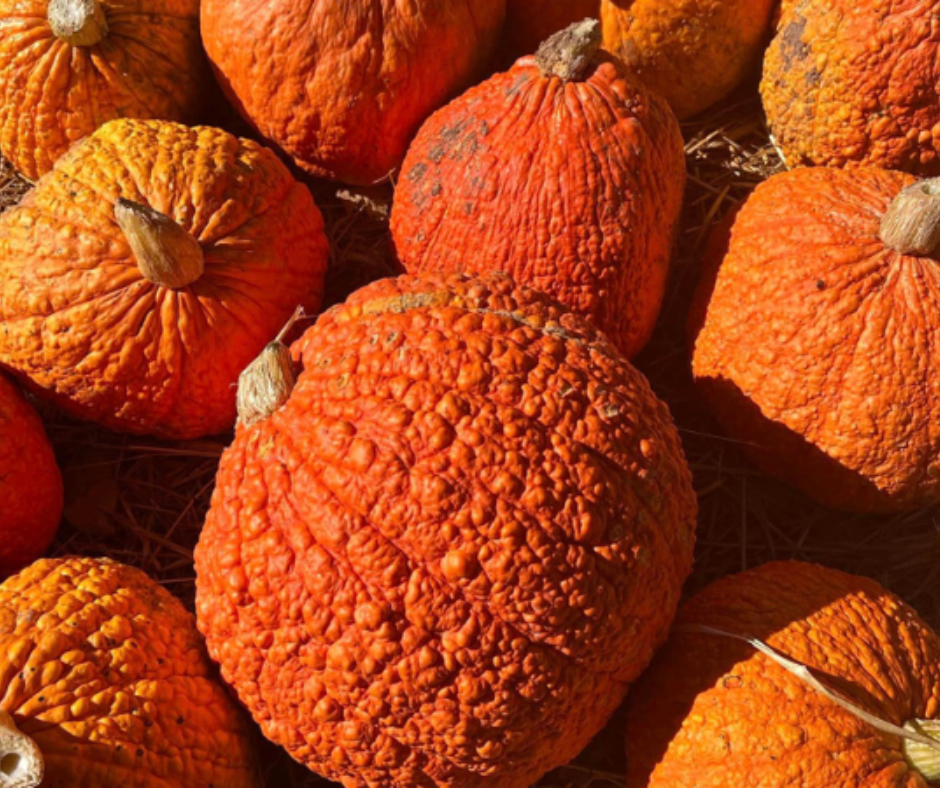 Photo courtesy Hodgson Riverbank Farm